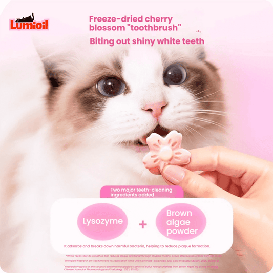 BRIGHT Cherry Blossom Cat Freeze-Dried 2g*9